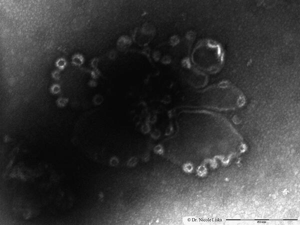 Clathrin cages