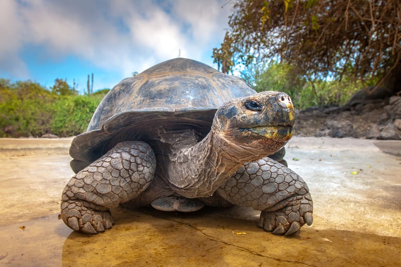 Galapagos Tortoise (comp)