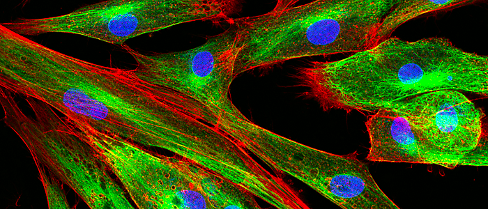 Looking at cells in a new light