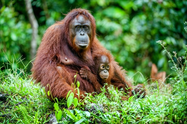 Orangutans - bartenders of the rainforest? 